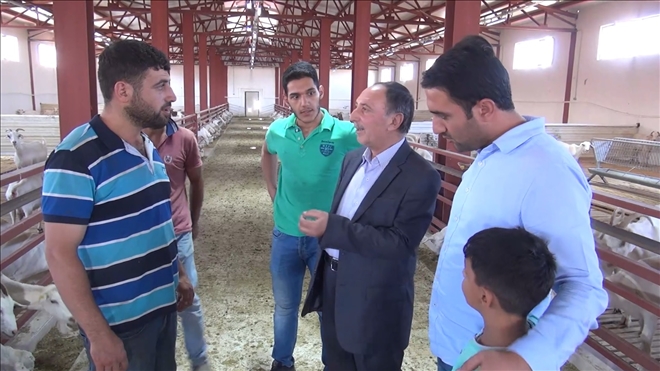 YÜZDE 60 DEVLET DESTEKLİ KEÇİ SÜTÜ ÇİFTLİĞİ KURDU