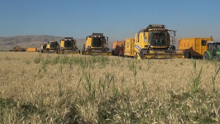 MUŞ OVASI’NDA ARPA VE BUĞDAY HASADI