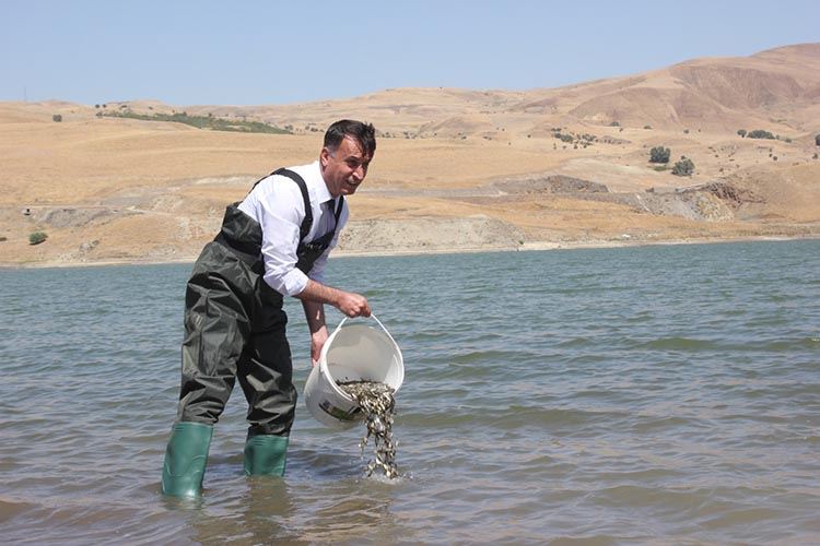 MUŞ’TA GÖL VE GÖLETLERE 1 BUÇUK MİLYON SAZAN BIRAKILDI