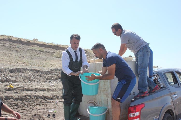 MUŞ’TA GÖL VE GÖLETLERE 1 BUÇUK MİLYON SAZAN BIRAKILDI