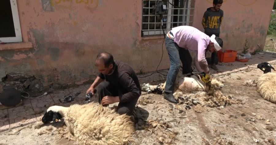 MUŞ’TA KOYUN KIRKMA MESAİSİ BAŞLADI