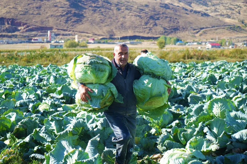 LAHANA ÜRETİMİNDEN 120 MİLYON LİRA GELİR BEKLENİYOR