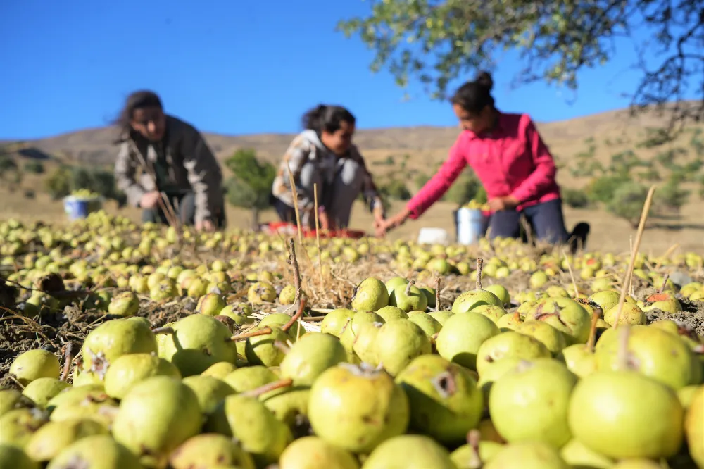 110 BİN AHLAT AĞACINDA ARMUT HASADI BAŞLADI