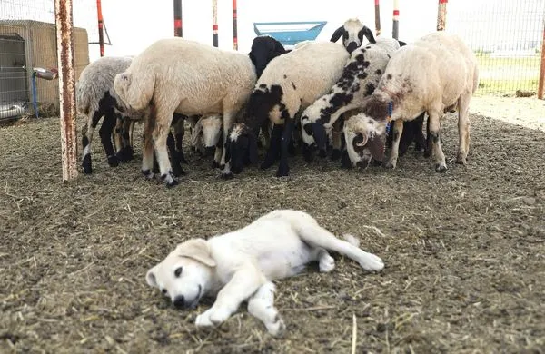 MAUN’DA YENİ BİR UYGULAMA ÇİFTLİĞİ KURULDU