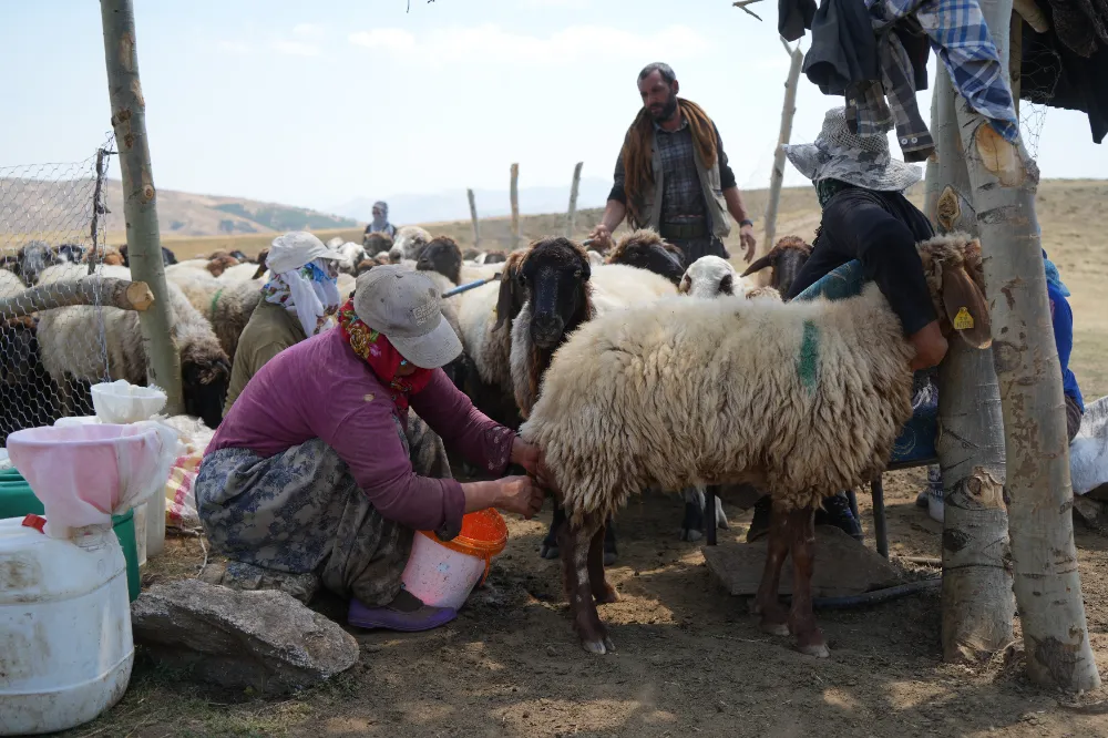 GÜNEŞTEN ÖNCE UYANAN KADINLARIN ZORLU YAYLA MESAİSİ DEVAM EDİYOR