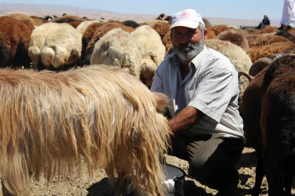 MUŞ OVASI’NDA KADINLAR DEĞİL ERKEKLER SAĞIM YAPIYOR