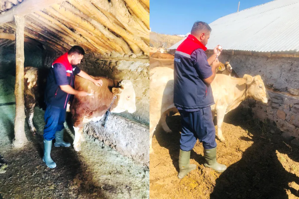 İL GENELİNDE HAYVAN HASTALIKLARIYLA MÜCADELE SÜRÜYOR