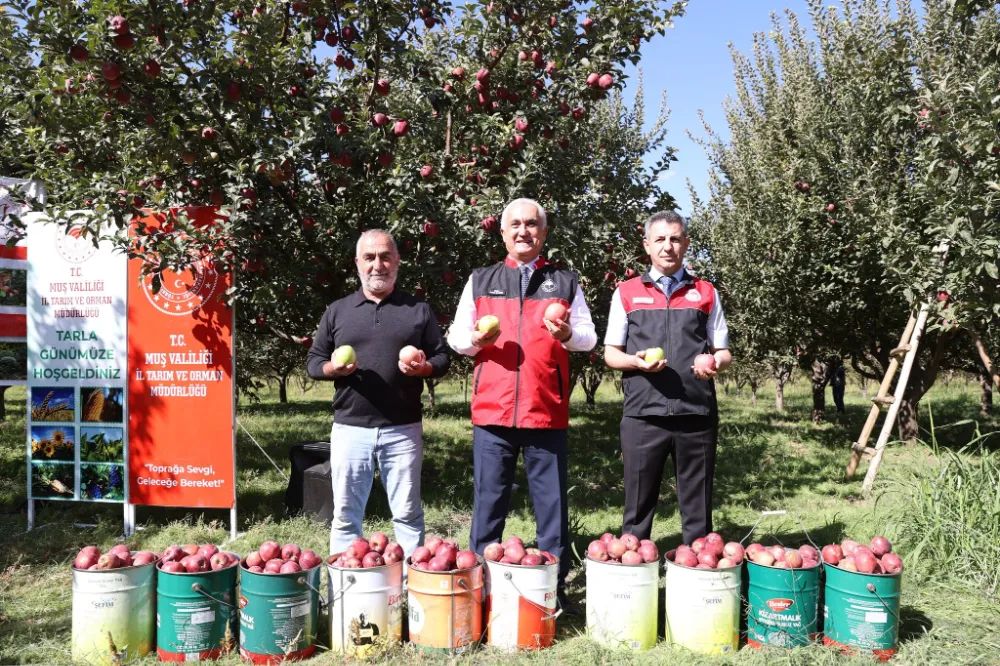TADINI GECEDEN, BEREKETİNİ OVADAN ALAN ELMADA HASAT VAKTİ