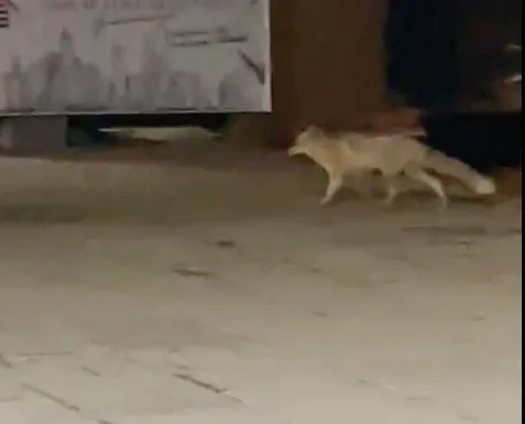 AÇ KALAN TİLKİ ŞEHİR MERKEZİNE İNDİ