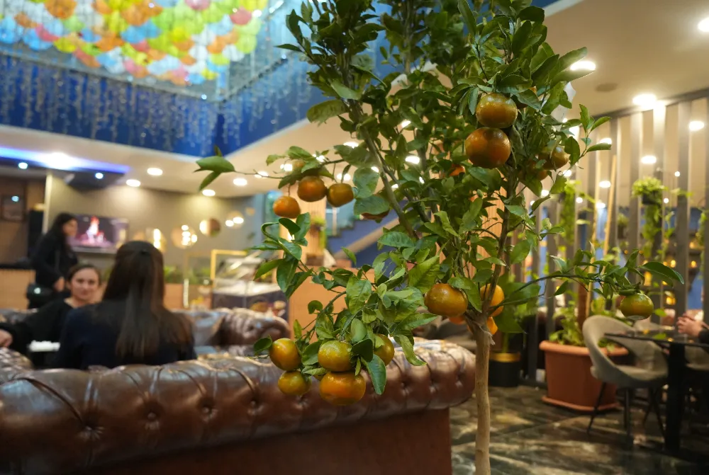 KAFEDE YETİŞEN MANDALİNALAR MÜŞTERİLERİN İLGİ ODAĞI OLDU