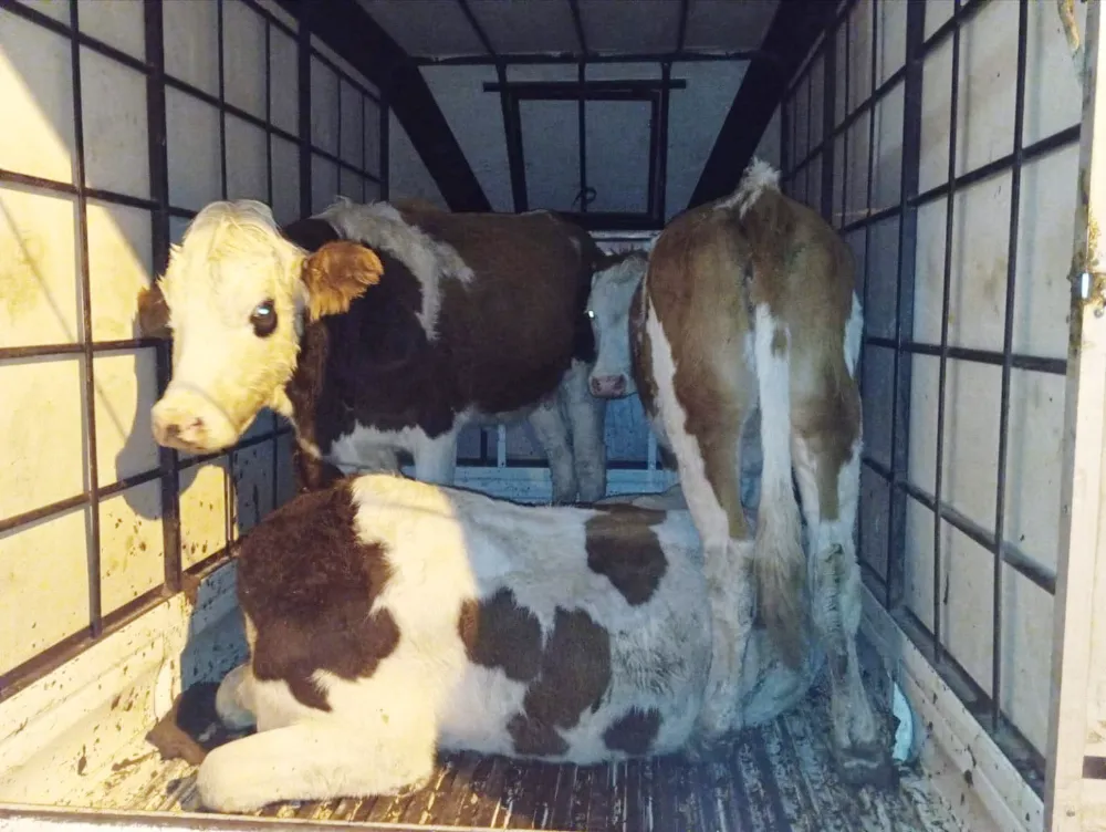 BÜYÜKBAŞ HAYVAN HIRSIZLIĞINA JANDARMADAN SUÇÜSTÜ