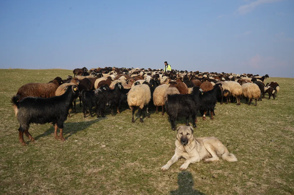 KAR YAĞMAYINCA YEM GİDERLERİ AZALDI