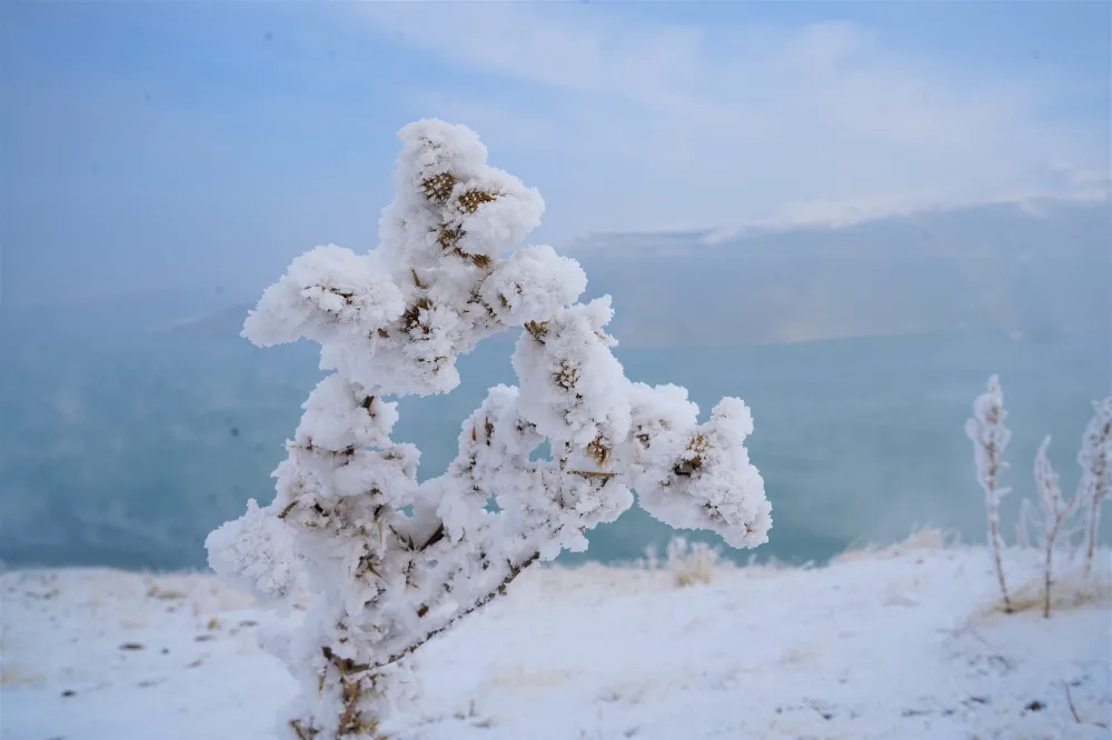 KIRAĞI TUTAN OTLAR PAMUK TARLASINI ANDIRIYOR