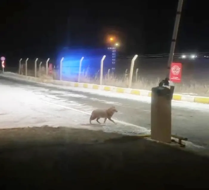 AÇ KALAN KURT ŞEHİR MERKEZİNE KADAR İNDİ