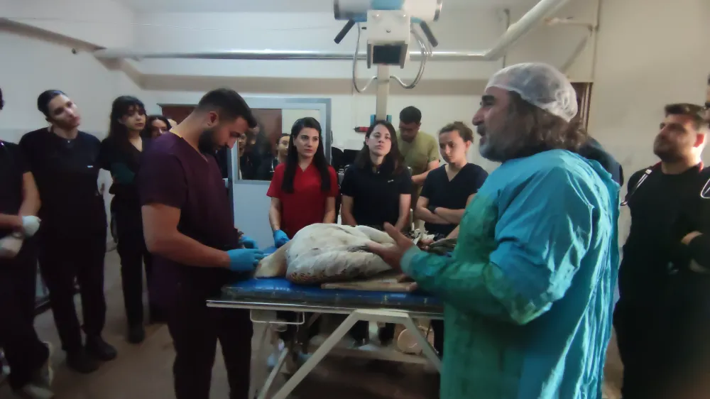 ATEŞLİ SİLAHLA YARALANAN TOY KUŞUNUN TEDAVİSİ DEVAM EDİYOR