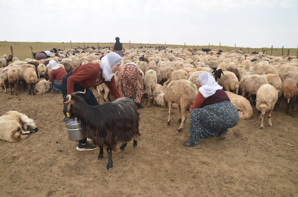 BERİVANLARIN TRAKTÖR RÖMORKUNDA SÜT YOLCULUĞU