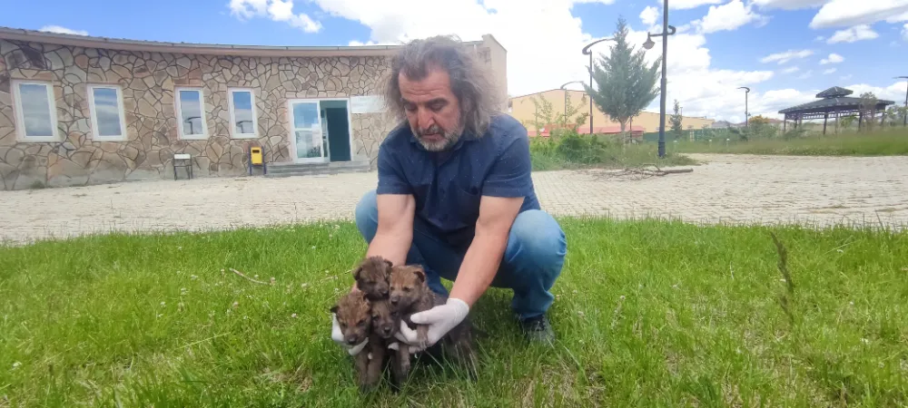 YABAN HAYVANLARI KOMŞU İLDE KORUMA ALTINA ALINIYOR