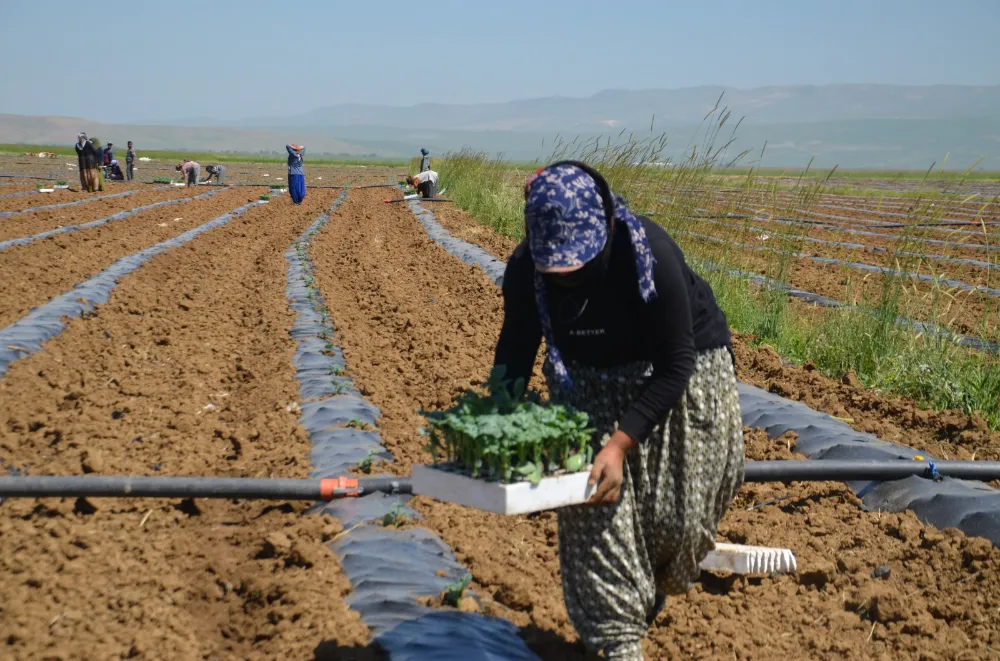 KARPUZ FİDELERİ TOPRAKLA BULUŞTU
