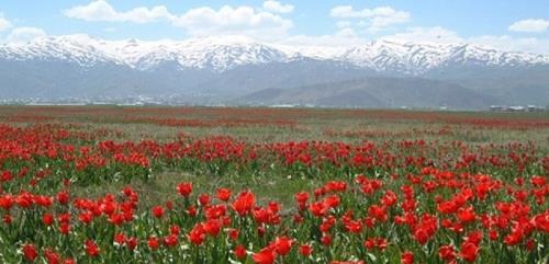 MUŞ LALESİ İÇİN ÇALIŞMA YAPILIYOR